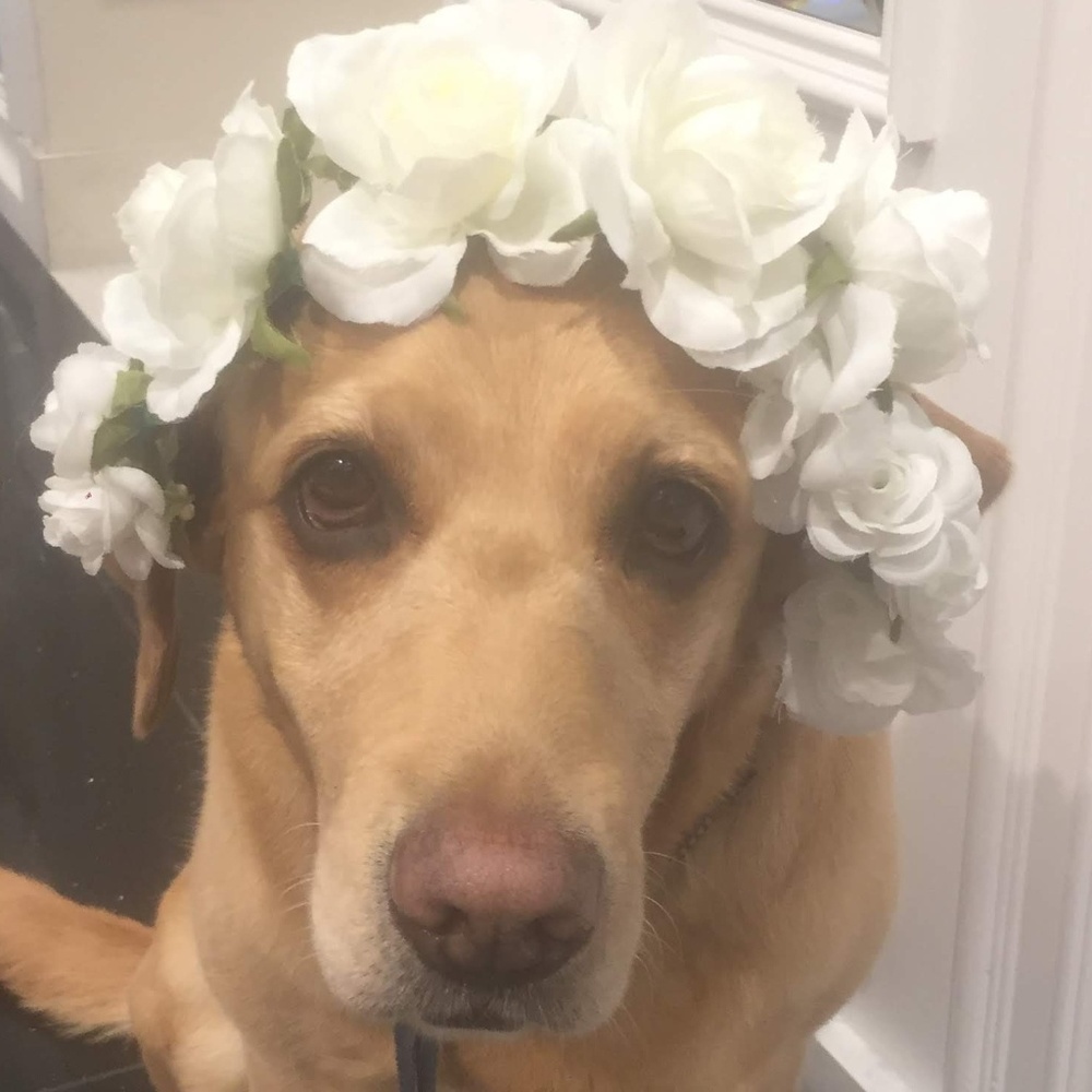 Meet your Posher, Maggie